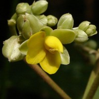 Schumacheria castaneifolia Vahl